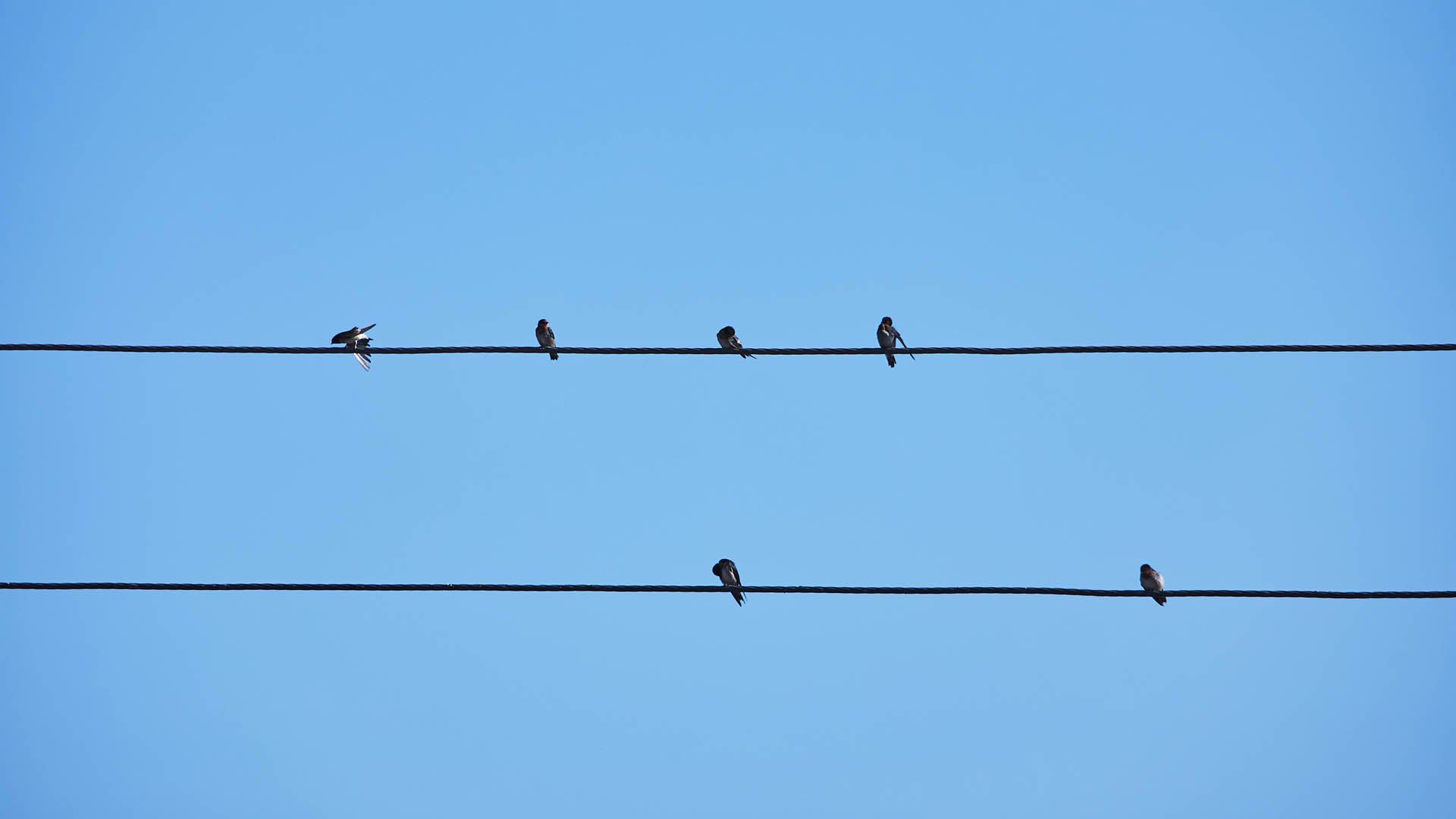 Birds at Boyne Smelters