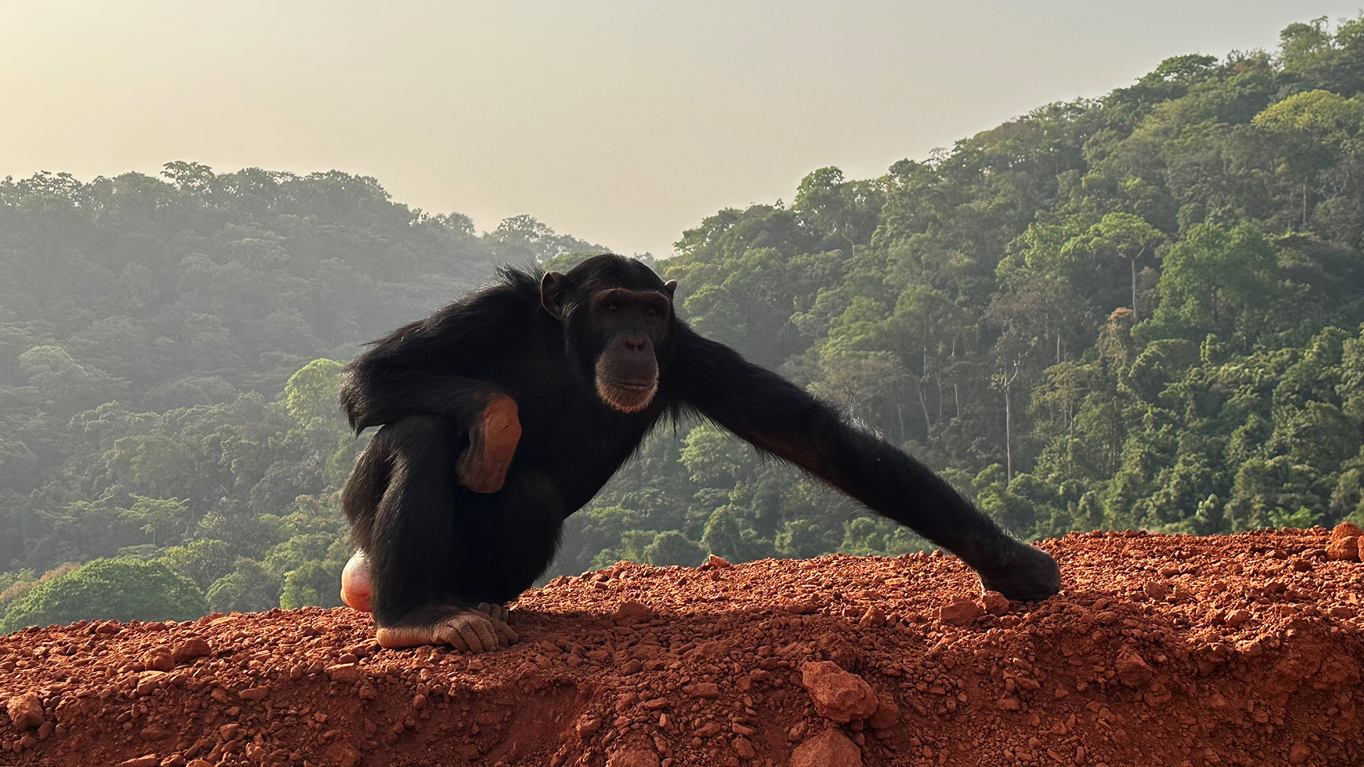 The female Western Chimpanzee at Simandou.