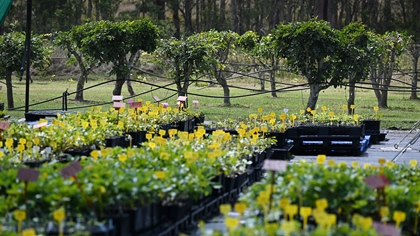 A nursery with rows of potted plants, labeled with yellow tags. The plants are mostly green with small, yellow flowers.