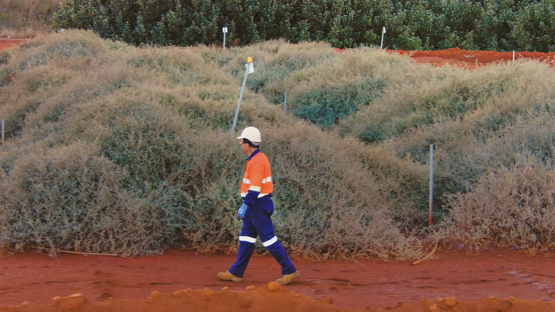 Re-introducing local species