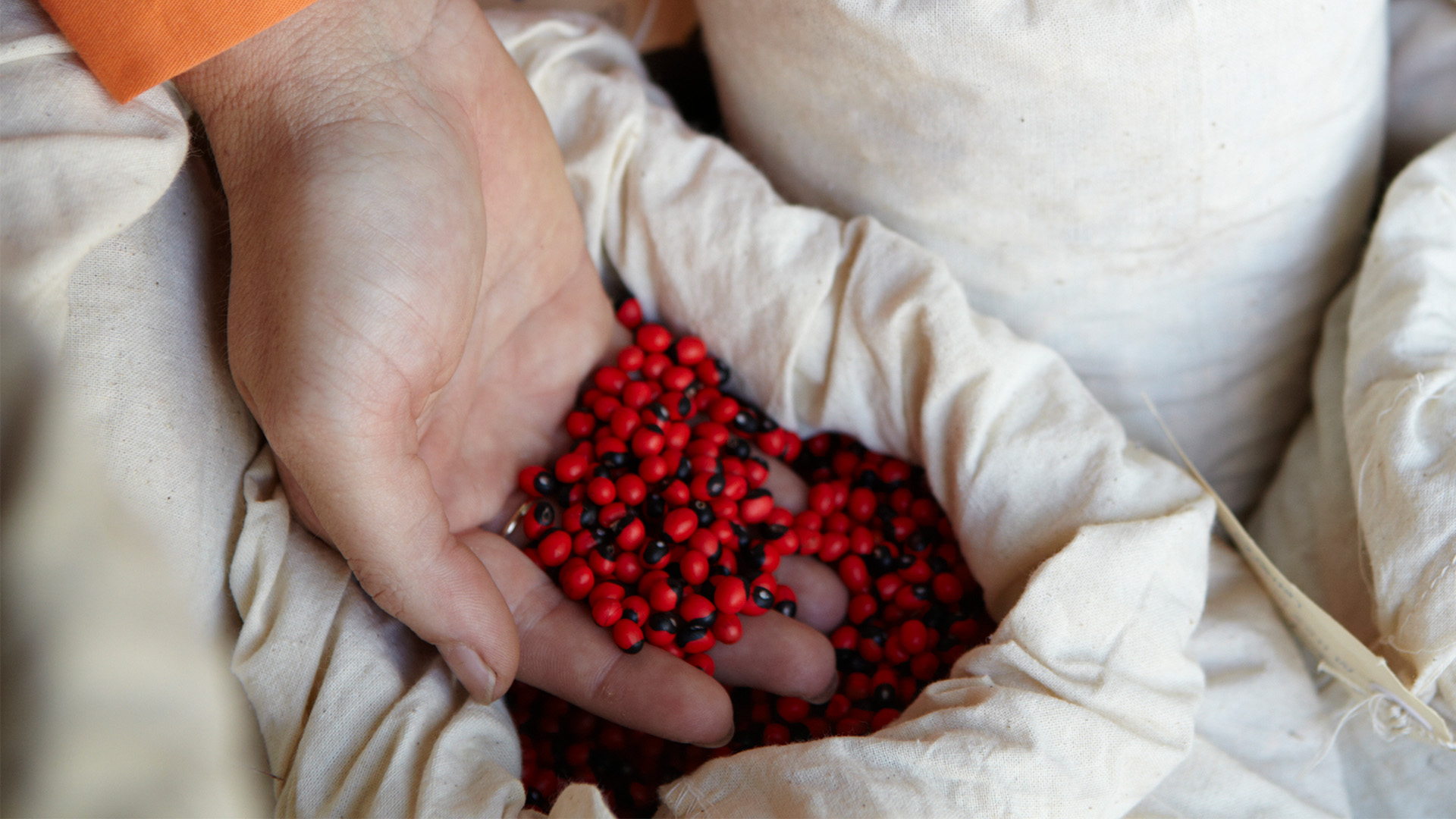 Weipa seeds
