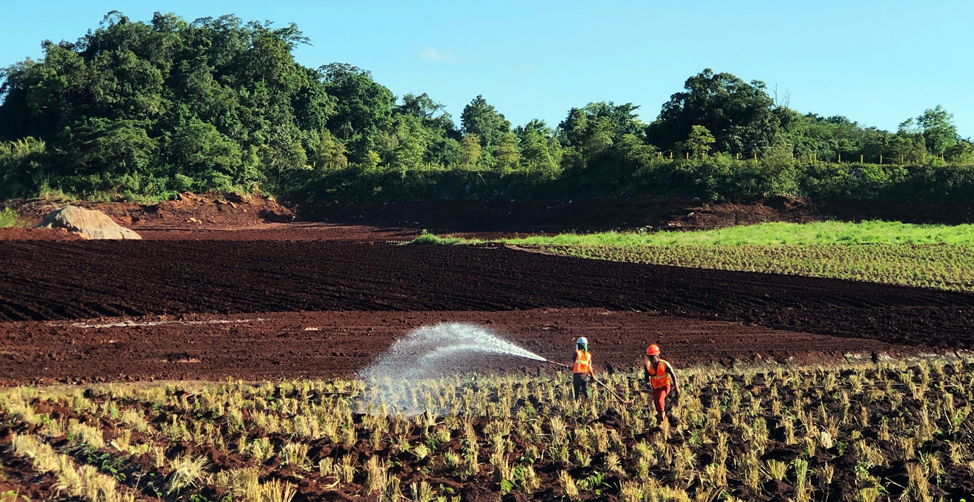The slow journey from red mud to green plants | Global