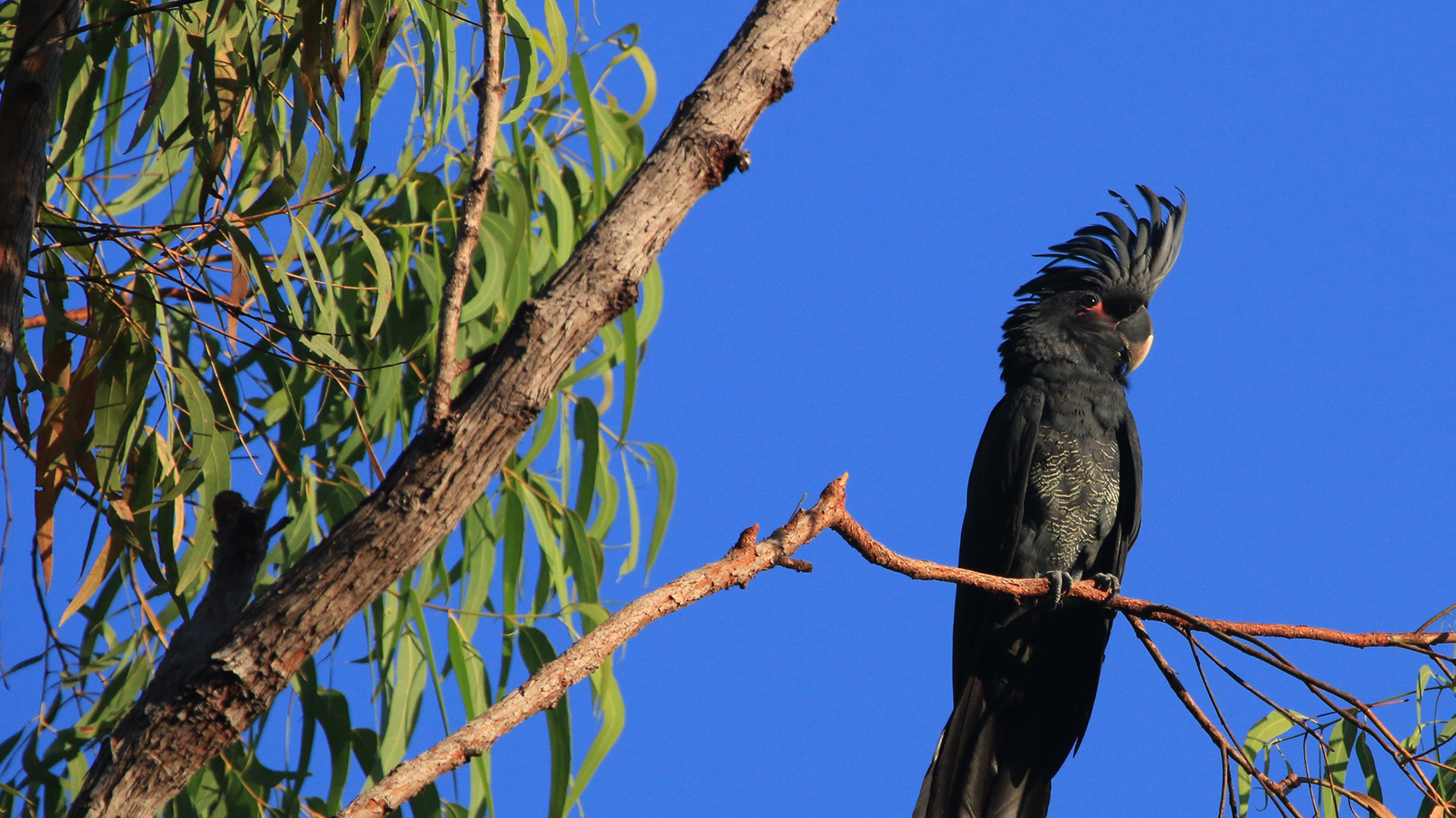 Juvenile Palm Cockatoo, photographer Celina Cacho