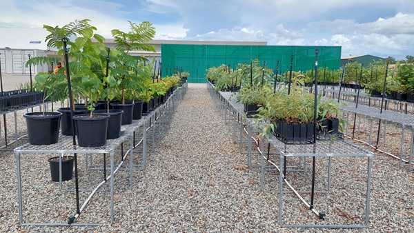 Rows of young plants in black pots arranged on raised metal benches along a gravel path in an outdoor nursery, with green shade screens and buildings visible in the background under a partly cloudy sky.