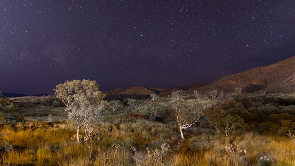 A peaceful nighttime landscape featuring a star-filled sky above a hilly terrain with scattered trees, shrubs, and tall grasses, softly illuminated by moonlight.