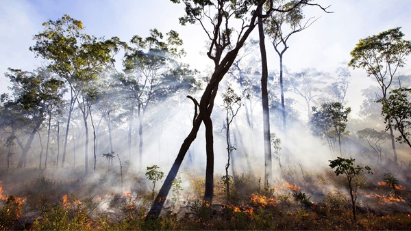 A forest with tall, thin trees and low ground vegetation, with smoke drifting through the area and small flames burning along the forest floor.