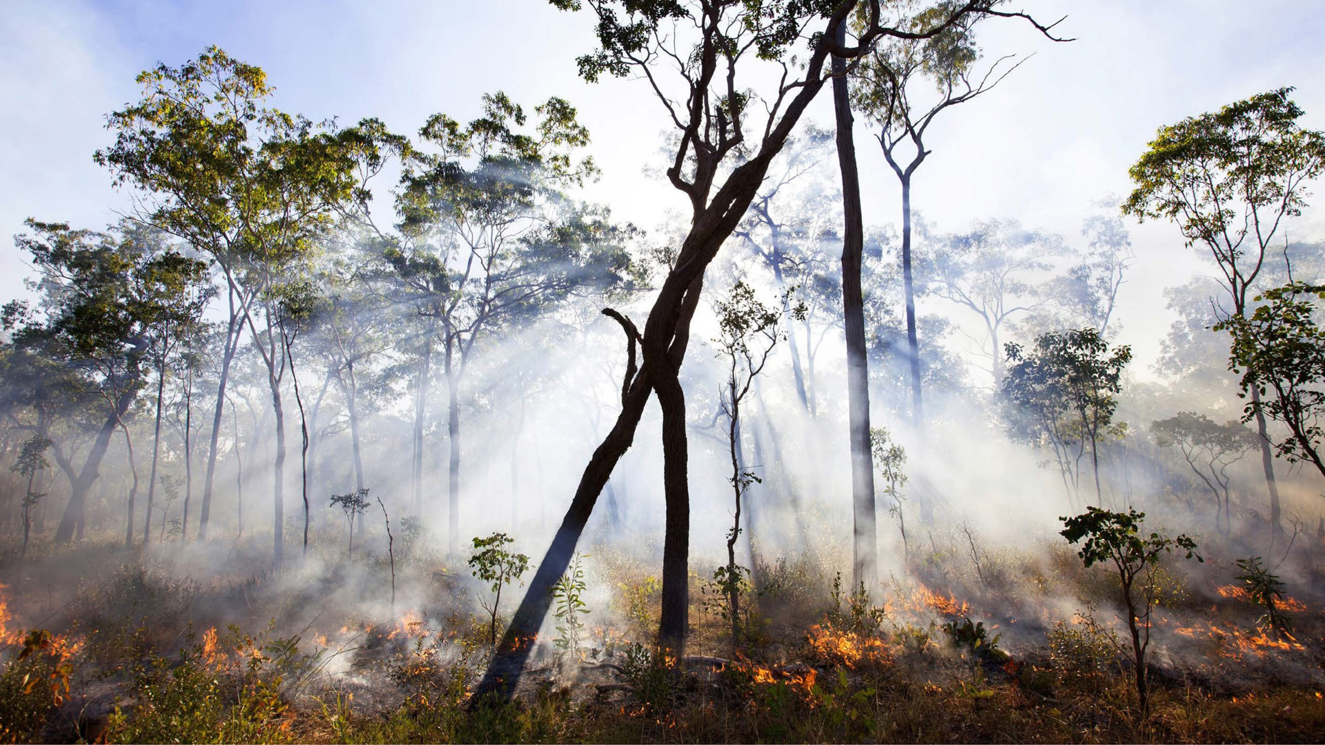 A forest with tall, thin trees and low ground vegetation, with smoke drifting through the area and small flames burning along the forest floor.