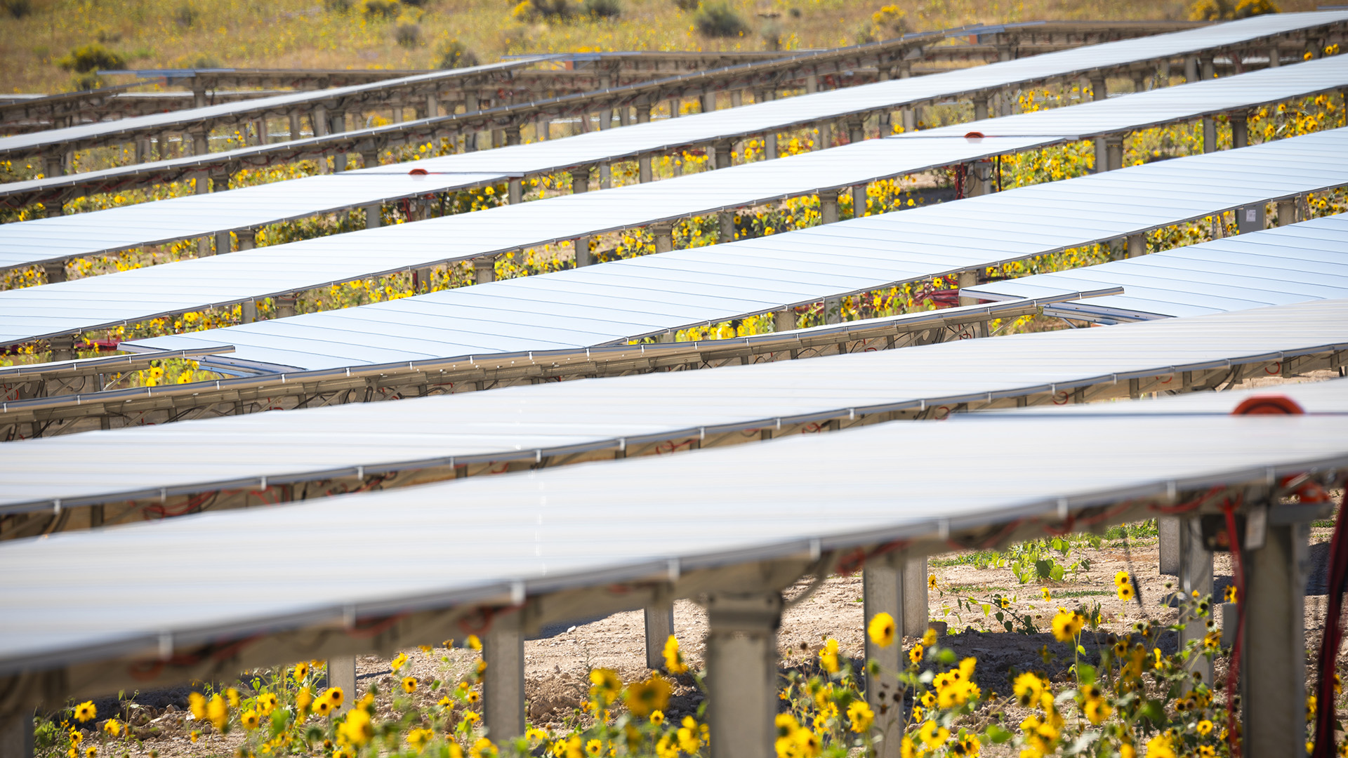 Flowers growing under the solar panels at Kennecott's solar farm