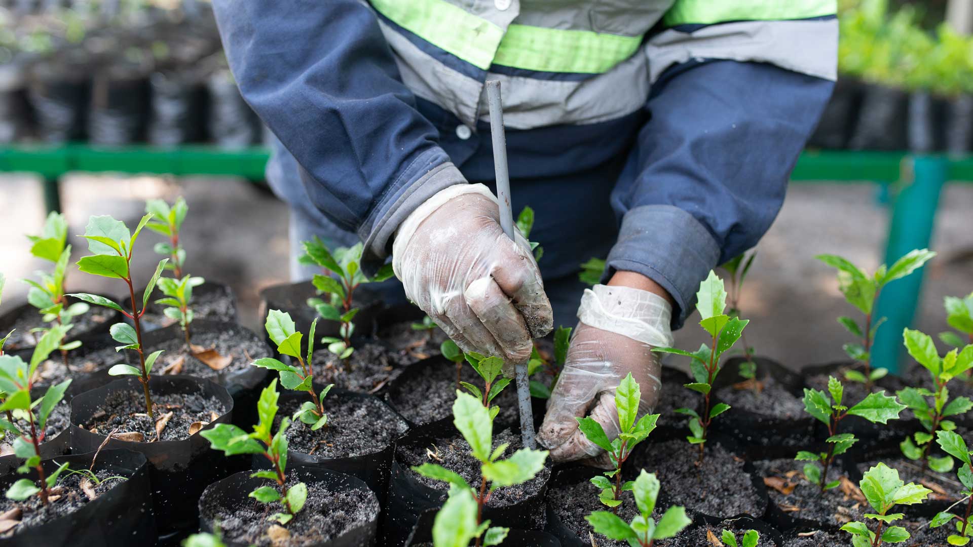 Mandena nursery: preparation for planting native species