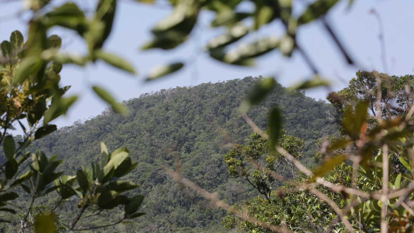 Tsitongambarika Forest, Fort Dauphin, Madagascar 
