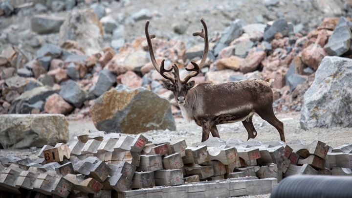 Candid shot of a deer with two long horns facing towards its left. 