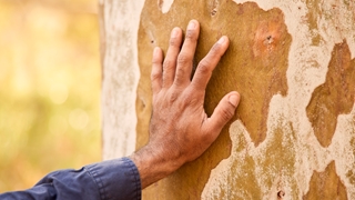A person places a hand on the trunk of a tree, highlighting the texture and natural patterns of the bark.