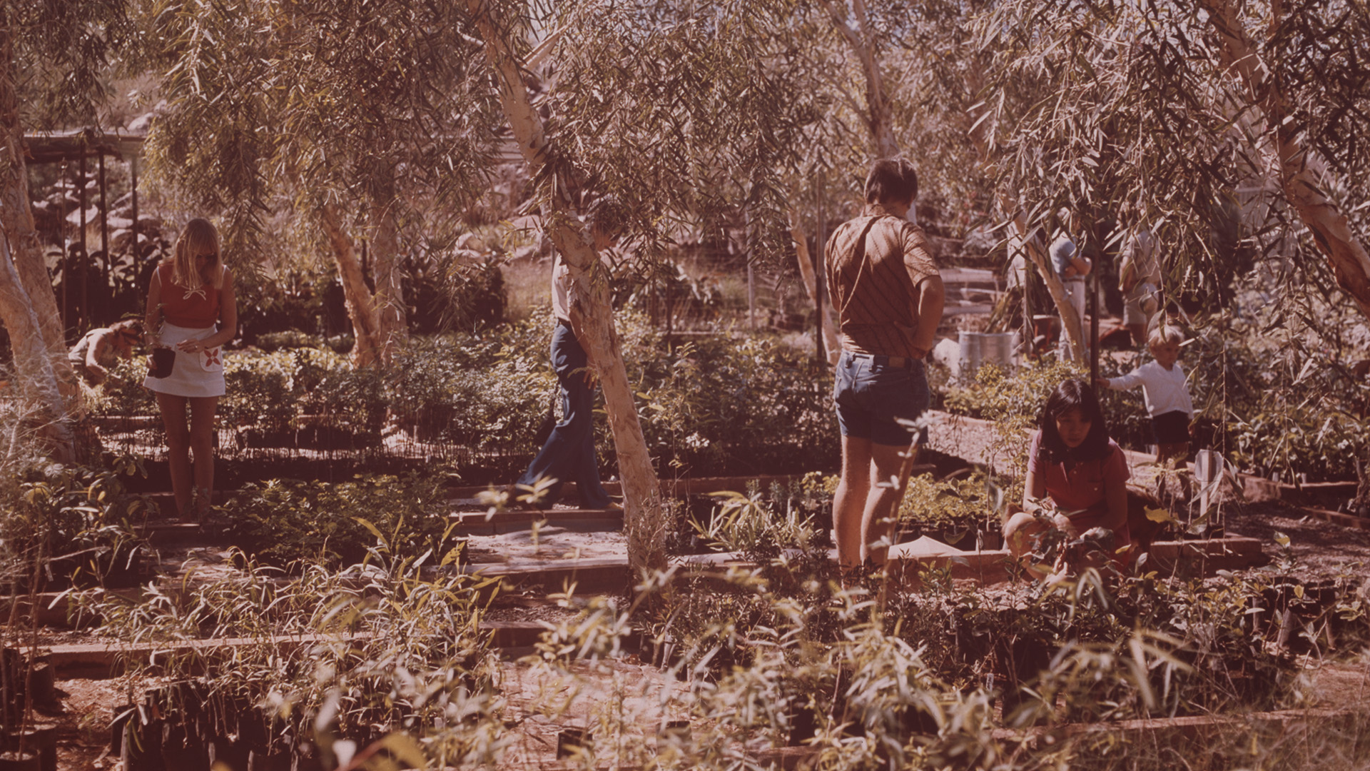 Environmental rehabilitation started to gain importance in the 1970s and 1980s as nurseries were established to grow native plants