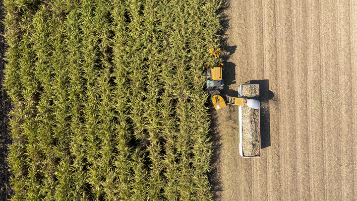 sugar cane