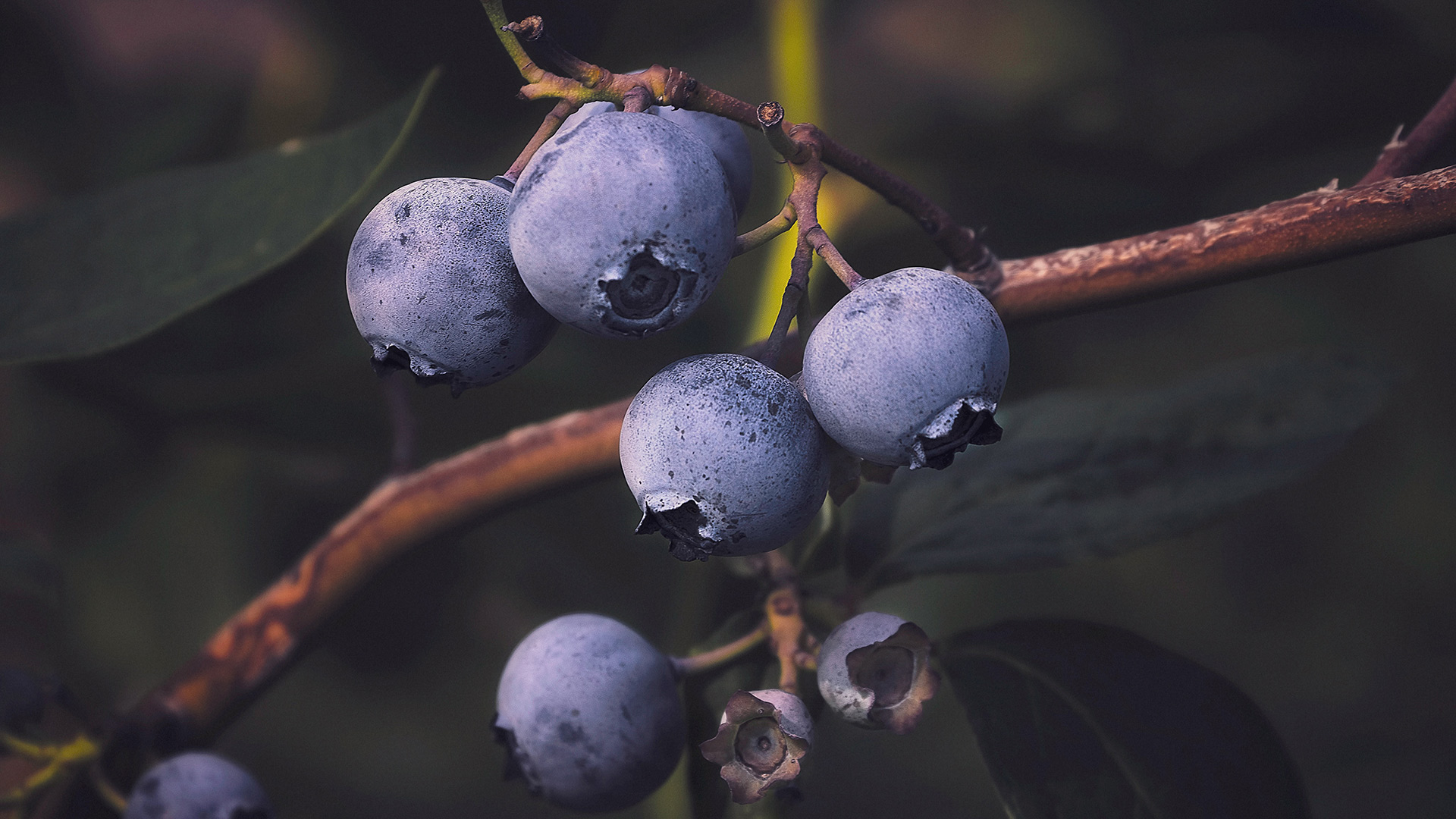 blueberries