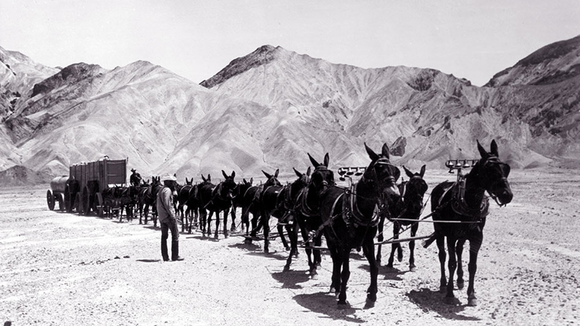 The famous U.S. Borax 20 mule team in action