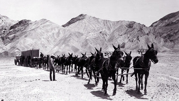 The famous U.S. Borax 20 mule team in action