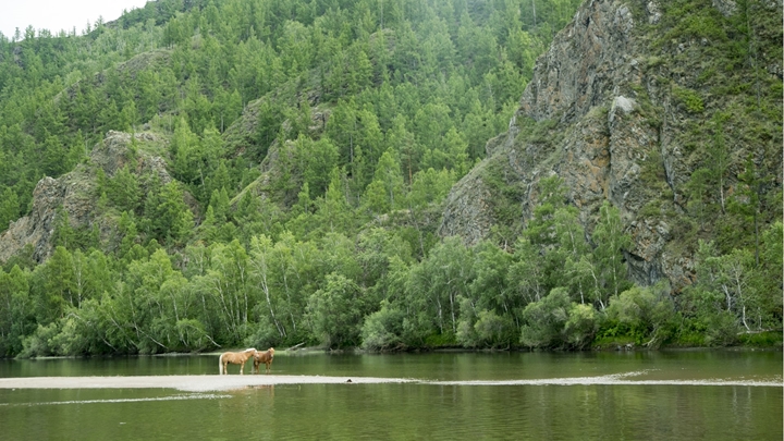 Horses, Mongolia