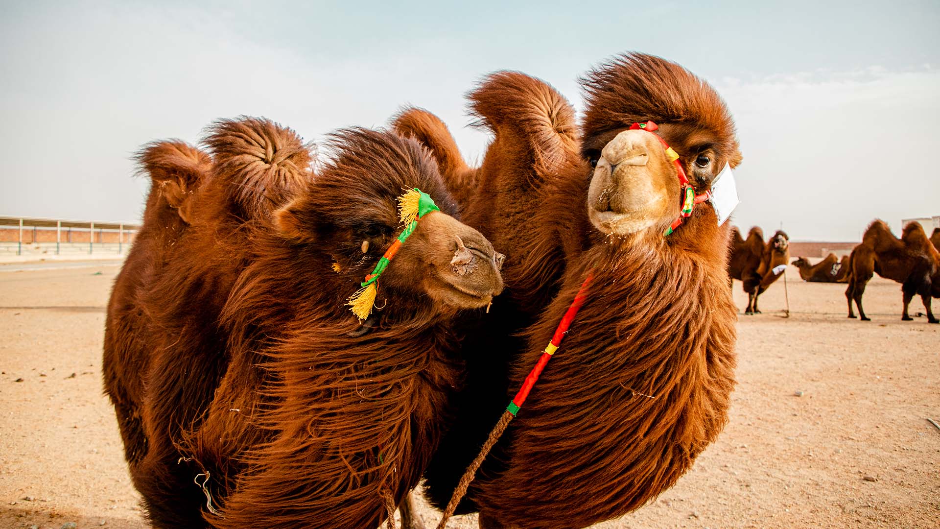 Camel festival, Dalanzadgad soum, Umnugobi aimag