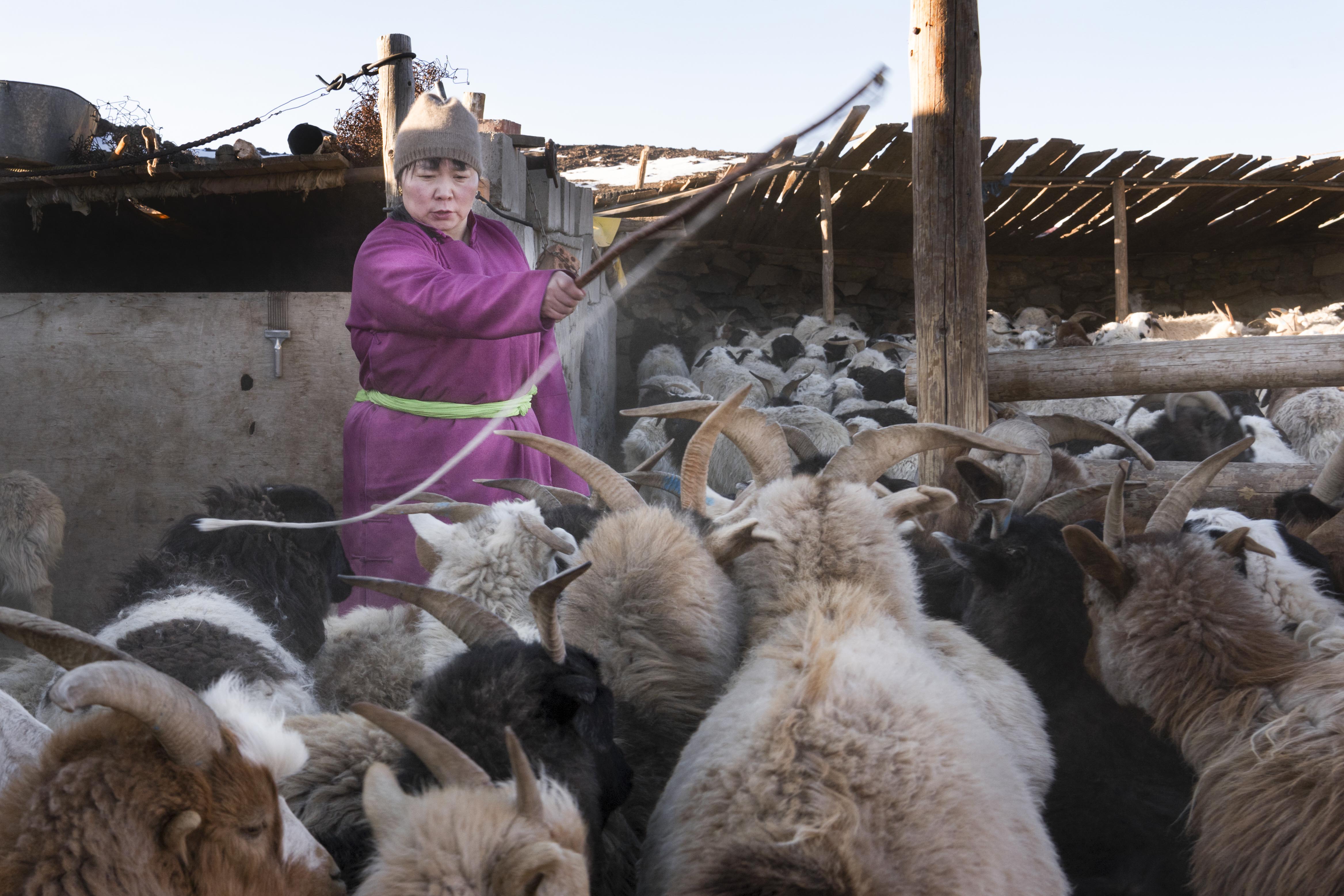 A herder tends to livestock, Khanbogd soum, Umnugobi aimag in Mongolia