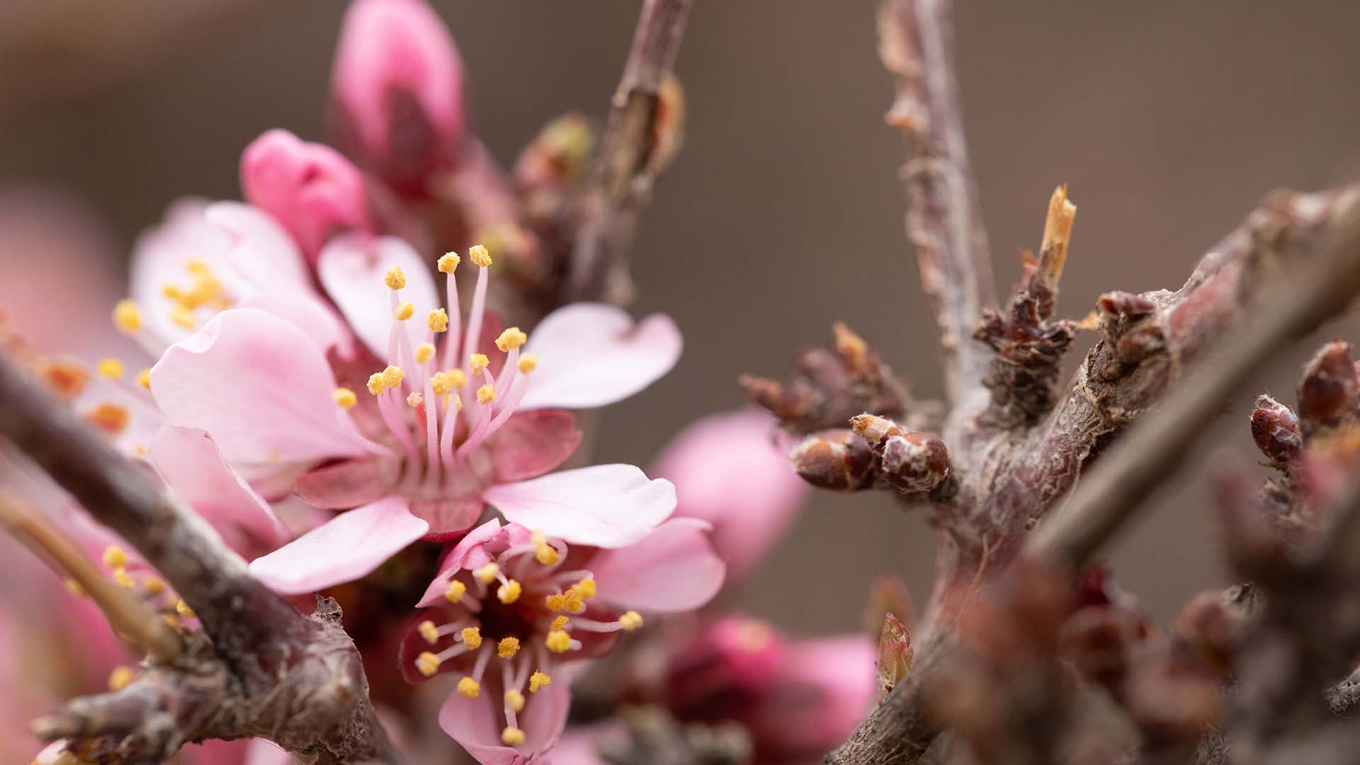 Each year around April, Mongolian Sakura trees bloom and add to the beauty of the Gobi