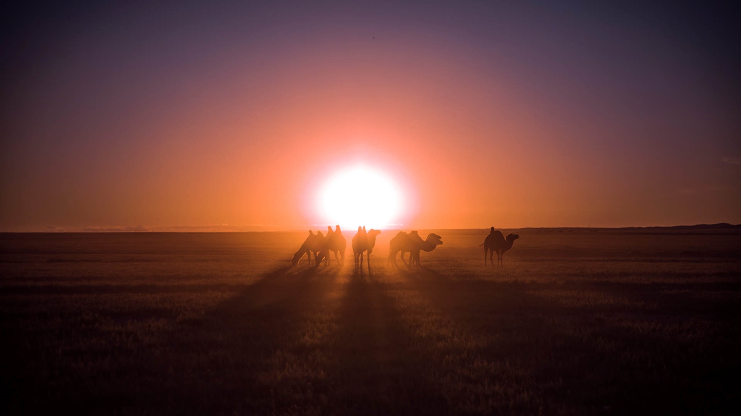 Camels at Oyu Tolgoi